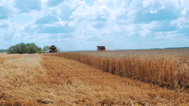 Harvesting Wheat Field Modern Harvester Mower Seasonal Agricultural Work Sunny — ストック動画