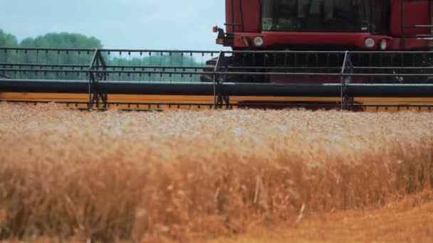 Harvester Mower Mechanism Cuts Wheat Spikelets Agricultural Harvesting Work Rotation — Vídeo de Stock