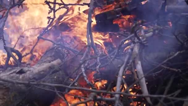 나뭇가지 나뭇잎을 태우고 자연의 불꽃에서 연기가 클로즈업 — 비디오