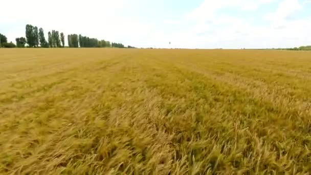 Farm Wheat Field Golden Yellow Ears Ripe Grain Harvest Drone — Stock Video