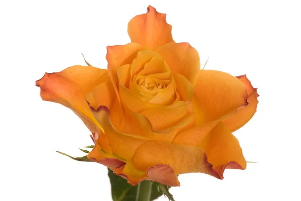 Orangefarbene Rose — Stockfoto