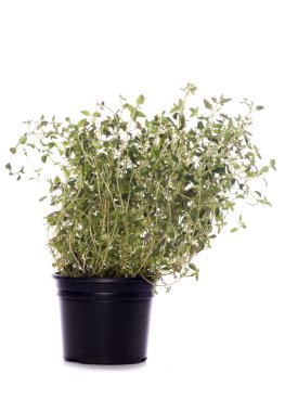 kekik bitki bitki pot
