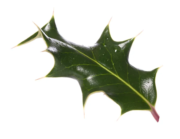 Holly blad — Stockfoto