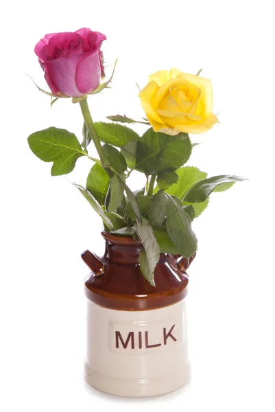 Δύο τριαντάφυλλα σε μια κανάτα εκλεκτής ποιότητας γάλακτος — Φωτογραφία Αρχείου