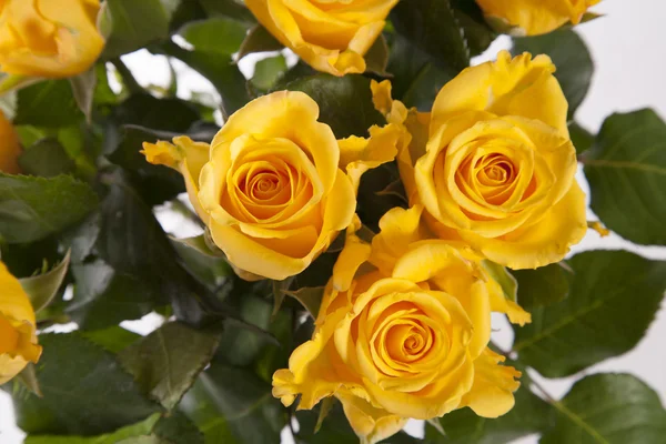 Rosas amarillas de boda — Foto de Stock