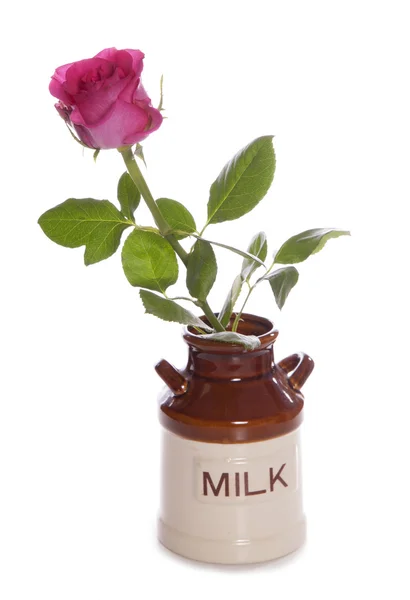 Rose in milk jug — Stock Photo, Image