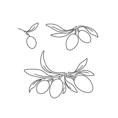 Zeytin yeşili. Vektör doğrusal logosu. Doğa dalı, basit meyve. Grafik çizimi. Yunan organik gıdası, kalamata hasadı