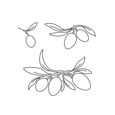 Olive green set. Vector linear logo. Nature branch, simple fruit. Graphic illustration. Greek organic food, kalamata harvest clipart