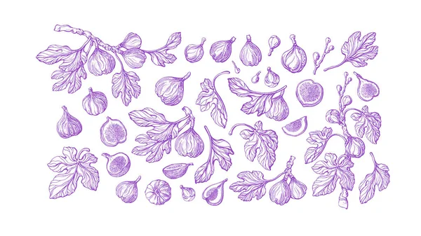 Füge Gallyak Gyümölcsök Vektoros Vésett Illusztráció Fehér Alapon Botanikai Grafikai — Stock Vector