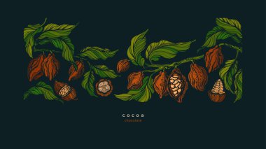 Kakao egzotik bir geçmişi var. Siyah organik çikolata. Vektör doğa ağacı, tropikal meyve, gece aroma çekirdeği. Kafe için dekoratif renkli şablon, şekerci dükkanı