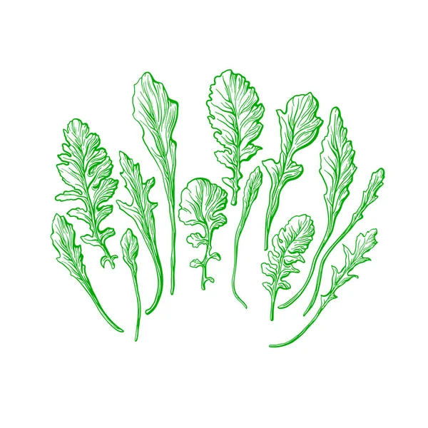 Conjunto Verde Rucola Ilustração Desenhada Mão Vetorial Folhas Frescas Isoladas — Vetor de Stock