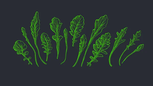 Arugula Seti Siyah Arka Planda Izole Edilmiş Taze Yeşil Roka — Stok Vektör