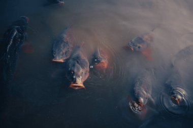 Glastonbury Town, eski kale kalıntıları ve Glastonbury Tor. Somerset 'teki İngiliz Bölgesi.