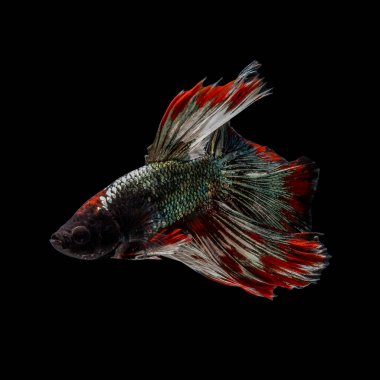 Tayland 'da savaşan siyam balıklarının çok güzel renkleri, yarım ay betta balığı