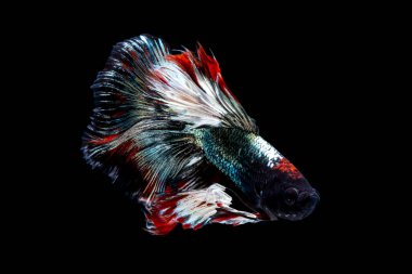 Tayland 'da savaşan siyam balıklarının çok güzel renkleri, yarım ay betta balığı