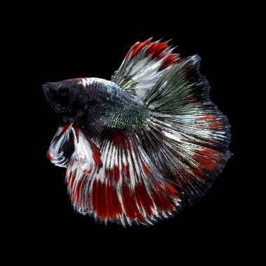 Tayland 'da savaşan siyam balıklarının çok güzel renkleri, yarım ay betta balığı