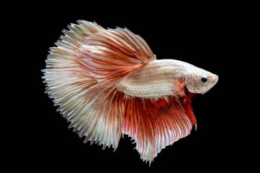 Tayland 'da savaşan Siyam balığının güzel beyaz ve kırmızı rengi, yarım ay betta balığı