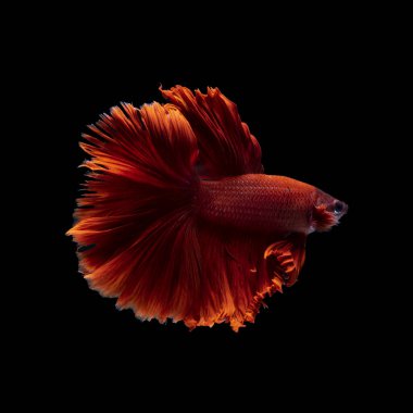 Tayland 'da savaşan Siyam balığının güzel kırmızı rengi, yarım ay betta balığı