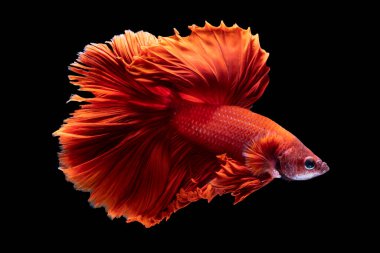 Tayland 'da savaşan Siyam balığının güzel kırmızı rengi, yarım ay betta balığı