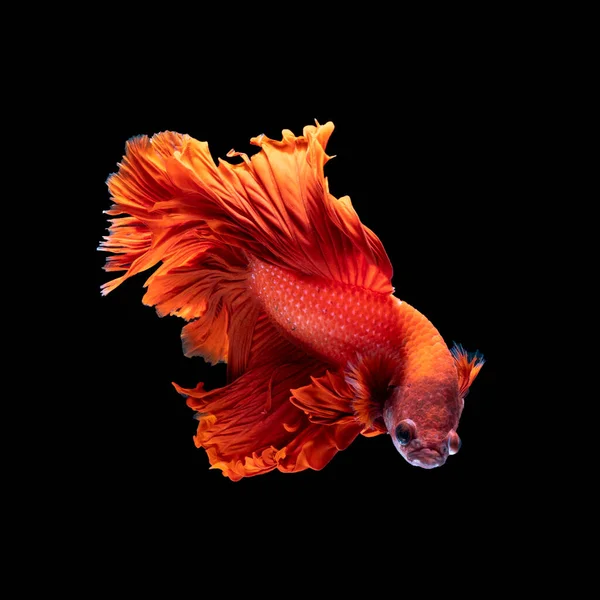 Vacker Röd Färg Siamesiska Slåss Fisk Thailand Halv Måne Betta — Stockfoto