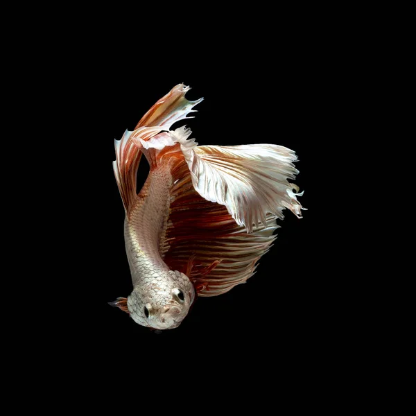 Beautiful White Red Color Siamese Fighting Fish Ththailand Half Moon — стоковое фото