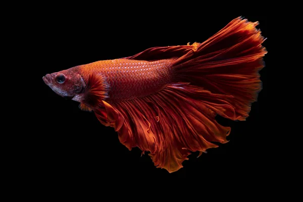 Vacker Röd Färg Siamesiska Slåss Fisk Thailand Halv Måne Betta — Stockfoto