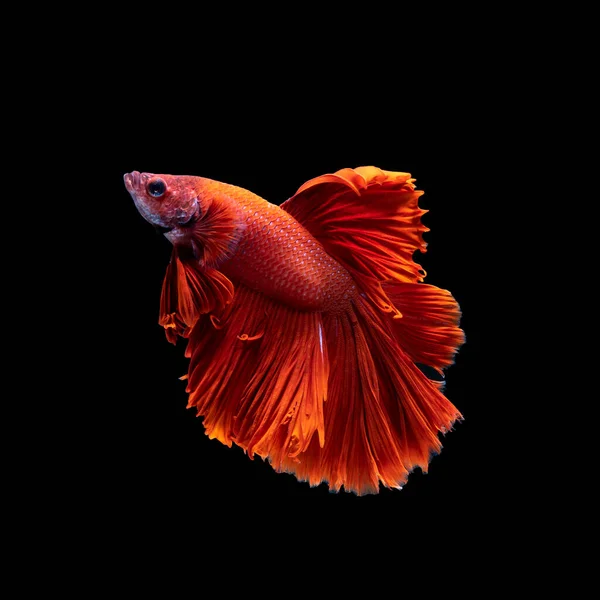 Красивый Красный Цвет Сиамской Боевой Рыбы Таиланде Полумесяц Betta Рыбы — стоковое фото
