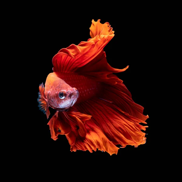 Krásná Červená Barva Siamské Bojové Ryby Thajsku Půlměsíc Betta Ryby — Stock fotografie