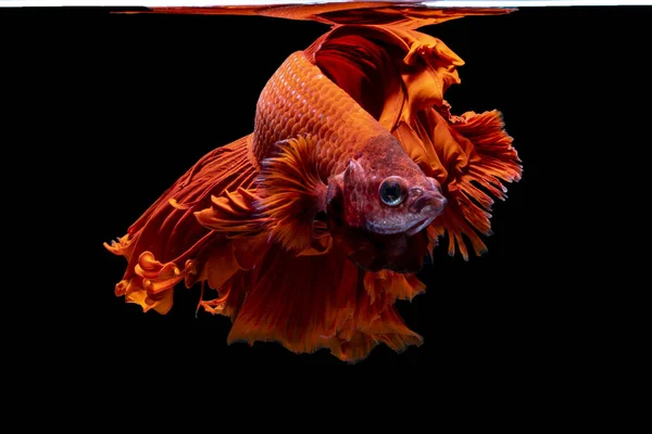 Bellissimo Colore Rosso Del Pesce Siamese Combattente Thailandia Mezza Luna — Foto Stock