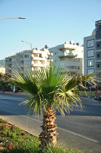 küçük palmiye ağacı road büyüyor