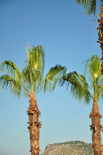 Vrchol hory mezi dvěma palmovými stromy — Stock fotografie