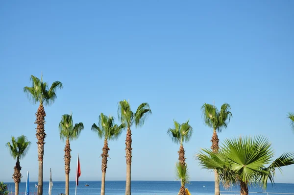 Blauer Himmel blaues Meer und Palmen — Stockfoto