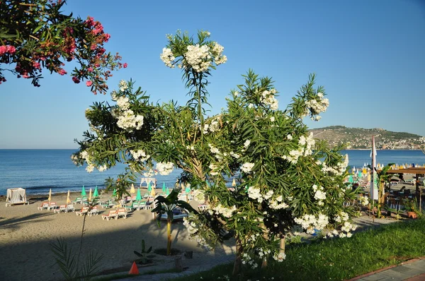 Árbol floreciente en una playa de mar —  Fotos de Stock