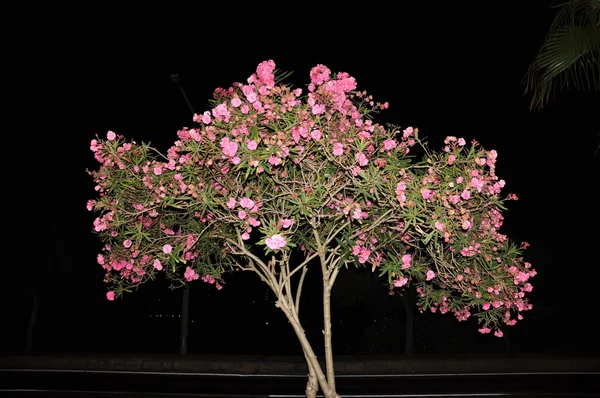 L'arbre en fleurs est rouge — Photo