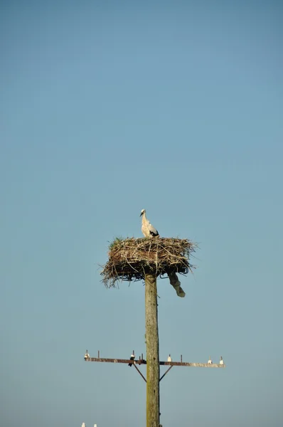 Stork på en gammal kabel-kolumn — Stockfoto