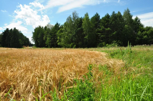 Пшеничное поле рядом с лесом — стоковое фото