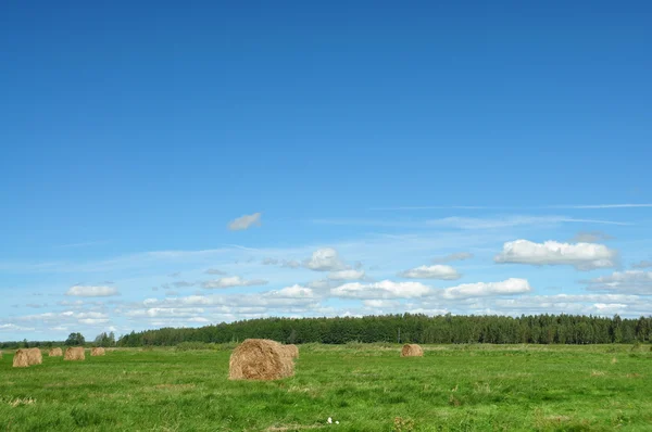 Голубое небо, лес на горизонте и сенные брикеты — стоковое фото