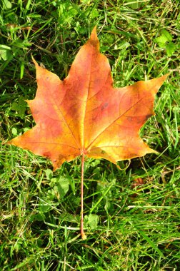 Sonbahar akçaağaç yaprağı