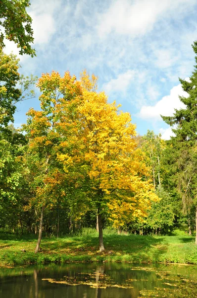 sonbahar ağacı olan güneş günü