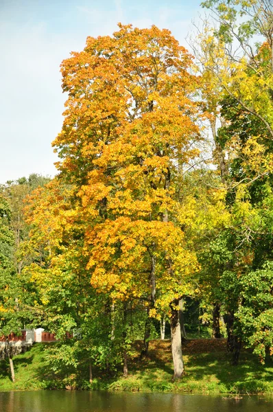 Arbre d'automne dans un étang — Photo