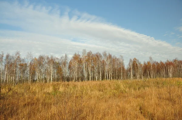 Autumn birch forest — Stock Photo, Image