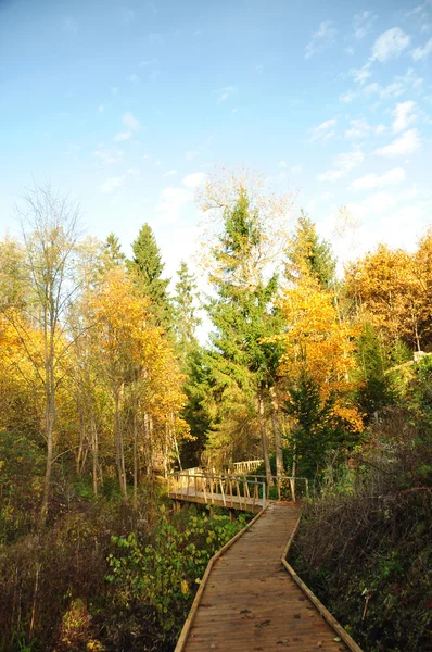 Wooden footpath going on the forest — Stock Photo, Image