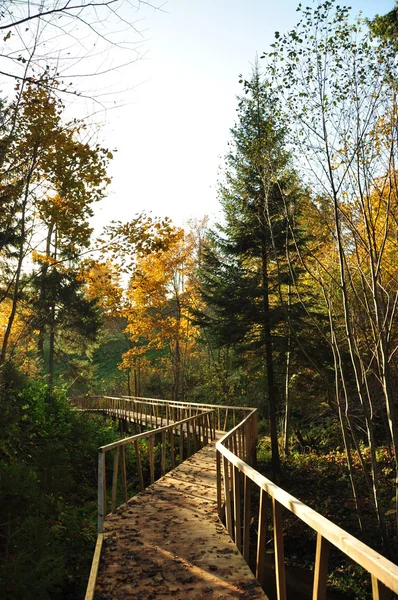 Le pont en bois dans le bois — Photo