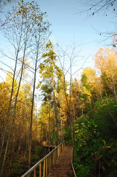 De houten brug in het najaar forest — Stockfoto