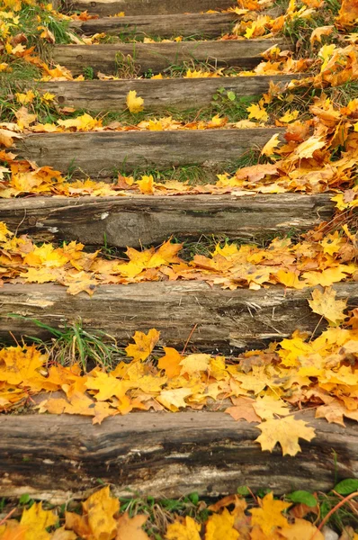 Scale di legno ricoperte di foglie gialle — Foto Stock