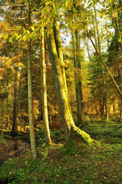 Arbre dans le bois brillant avec le soleil — Photo