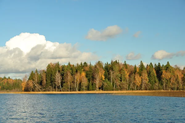 La côte du lac au bord de la forêt — Photo