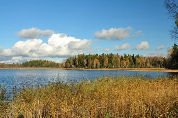 Reed na jezero na podzim — Stock fotografie