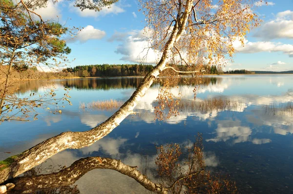 Betulla riflessione sull'acqua del lago — Foto Stock