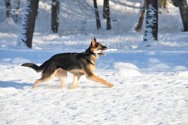 kar üzerinde çalışan köpek